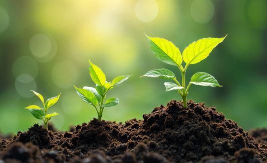 Agriculture sector